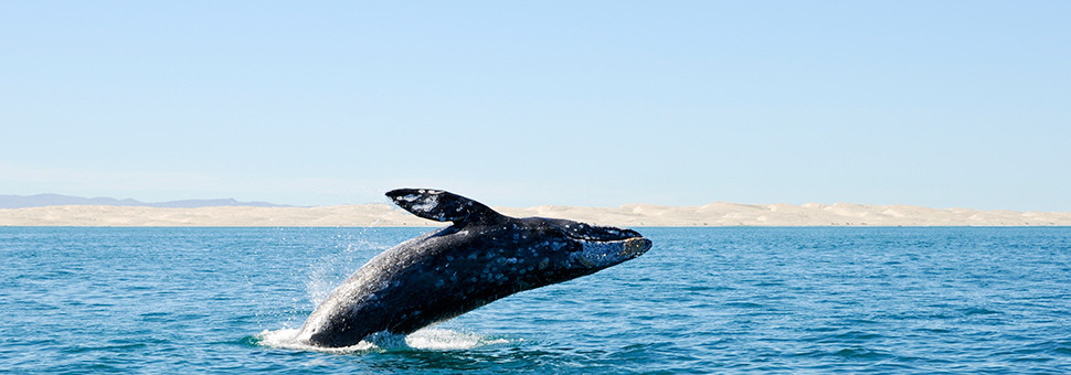 鲸鱼-越出水面